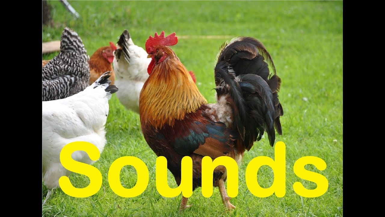 rooster crow sound effect download